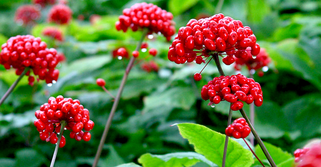 ginseng zakila handitzeko